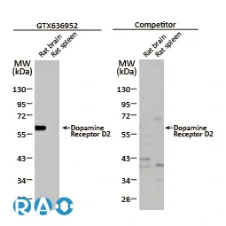 CXCR1 antibody [HL2674]